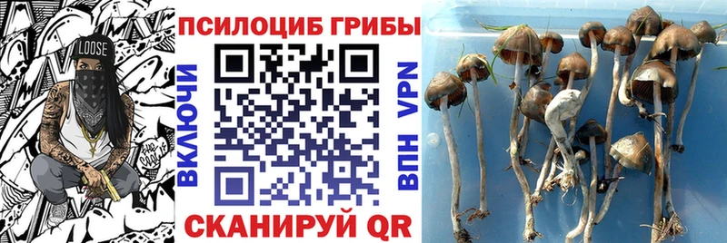 как найти   Новая Ляля  Галлюциногенные грибы Magic Shrooms 